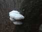 Hasadtlemezű gomba (Schizophyllum commune), Budai-hegység